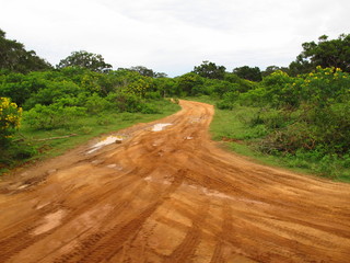 Wall Mural - The road on the safari in Yala National park, Sri Lanka