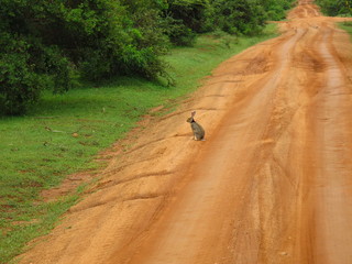 Sticker - The hare on the safari in Yala National park, Sri Lanka