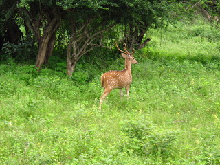 Sticker - The deer on the safari in Yala National park, Sri Lanka