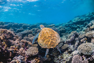  Green sea turtle swimming in the wild among pristine and colorful coral reef