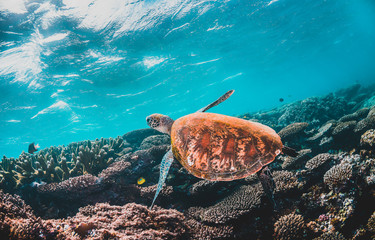 Green sea turtle swimming in the wild among pristine and colorful coral reef