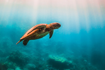 Green sea turtle swimming in the wild among pristine and colorful coral reef