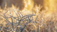Closeup Of Thorns In The Wild With Blurred Background