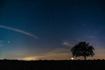 Wall Mural - starriness above field at night, silhouette of tree under starry sky
