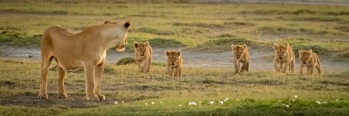 Canvas Print - Panorama of lioness looking back to cubs