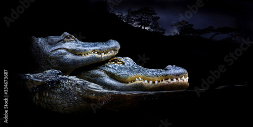 Mississippi-Alligator (Alligator mississippiensis) zwei Tiere übereinander Tableau sur Toile