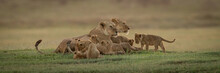 Panorama Of Two Lionesses Lying With Cubs