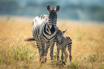 Canvas Print - Plains zebra and foal stand facing camera