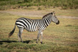 Plains zebra stands in profile on savannah