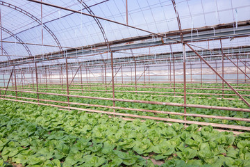 Wall Mural - Fresh organic vegetables grown on city farms (lettuce, cabbage, kohlrabi, etc.)