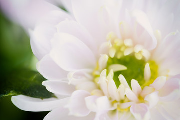 Wall Mural - Close up background of light pink chrysanthemum flower on natural green background, macro, selective focus