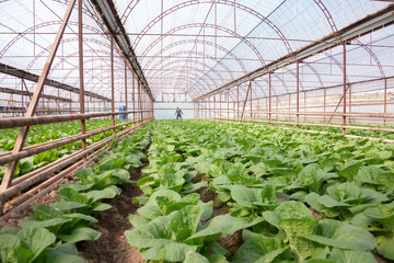 Wall Mural - Fresh organic vegetables grown on city farms, and a person goes to check his crop (salad, cabbage, kohlrabi, etc.)