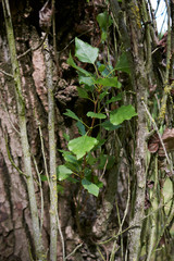 Wall Mural - Populus nigra italica