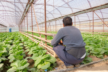 Wall Mural - Fresh organic vegetables grown on city farms, and a person goes to check his crop (salad, cabbage, kohlrabi, etc.)