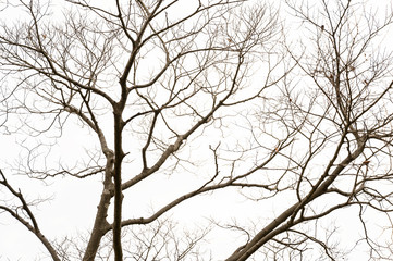 Twigs on a white background