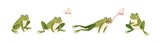 Fototapeta Fototapety na ścianę do pokoju dziecięcego - Set of cartoon hungry frog sad, smile, resting and hunting isolated on white background. Funny toad jump catch butterfly by tongue vector flat illustration. Collection of colorful cute amphibian
