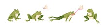 Set Of Cartoon Hungry Frog Sad, Smile, Resting And Hunting Isolated On White Background. Funny Toad Jump Catch Butterfly By Tongue Vector Flat Illustration. Collection Of Colorful Cute Amphibian