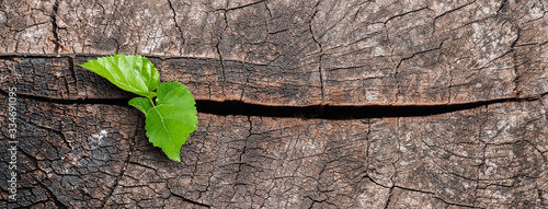 Fotografía A new life start with the sprout of green leaves on a dead trees stump