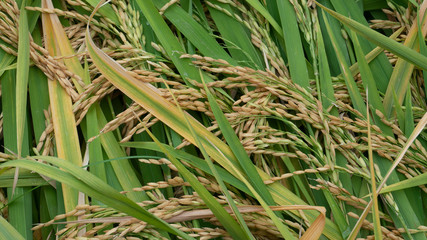 Wall Mural - Grains of rice entering the harvest season, one of the food barns for farmers facing a pandemic