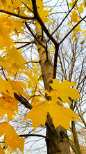 Trunk And Branches With Bright Yellow Leaves Of Autumn Maple Tree