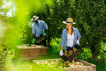 Wall Mural - Woman laying harvested pears in box