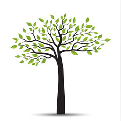 Wall Mural - Vector illustration of a tree with leaves on a white background. Natural background