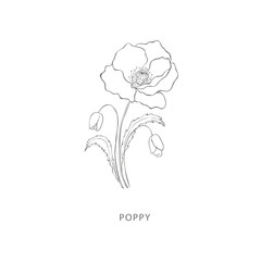 Wall Mural - Hand drawn poppy flower.Plant design elements.