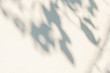 © merrymuuu - Abstract leaves shadow blurred background. Natural leaves tree branch shadows and sunlight dappled on white concrete wall texture