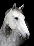 Fototapeta Konie - Grey Horse Headshot