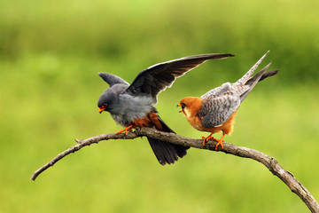 Poster - Red-footed Falcon (Falco vespertinus) mating pair on green background. A pair of small falcons on a branch during courtship.