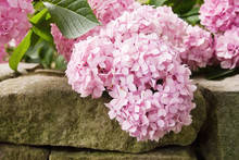 Pink Colored Hydrangea Flowers