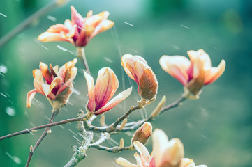 Wall Mural - Delicate flowers of powdery magnolia in the garden and spring raindrops. 