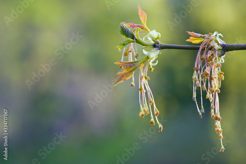 Cuadros en Lienzo Male flowers of Box Elder (Acer negundo) in springtime, long stamens hanging fro