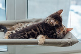 Fototapeta Koty - Two cute bengal kittens gold and chorocoal color laying on the cat's window bed playing and fighting.