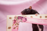 Rat