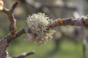 Grey lichens on apple and pear tree branches orchard