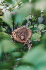 Small bird eggs In the green tree