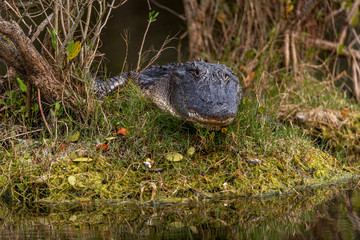 Wall Mural - Close up portrait of an adult American Alligator (Alligator mississippiensis) lying in the grass in Florida, USA.