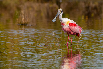 Wall Mural - A Roseate Spoonbill (Platalea ajaja) wading and looking for food is reflected in the water in the Merritt Island National Wildlife Refuge in Florida, USA.