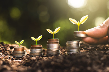 The seedlings are growing on the coins, thinking about financial growth.