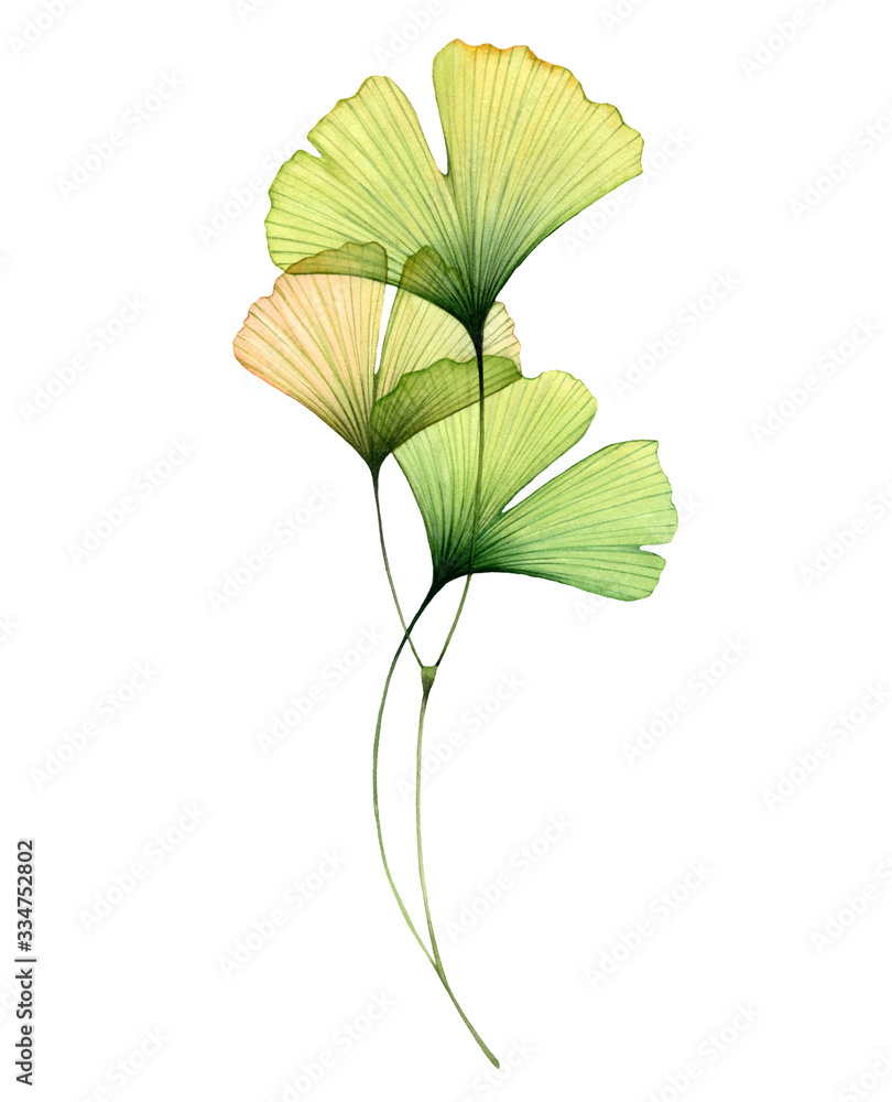 Watercolor ginkgo branch. Transparent green leaves isolated on white. Hand painted artwork with Maidenhair tree. Realistic and botanical illustration for wedding design - obrazy, fototapety, plakaty 