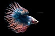 Guppy & Betta Fish Colorful Color Tropical Fish