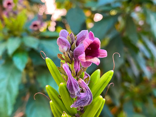Wall Mural - the background images close up of the colorful purple flowers bloom with green blur background in th