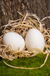 eggs among straw, moss and tree bark