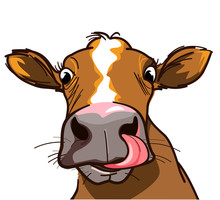 Curious Cow With Long Tongue Looking At You 