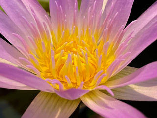 Wall Mural - closeup of a flower. close up yellow pollen of purple lotus flowers in the pond.