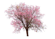 Pink Flower Sour Cherry Tree Isolated On White Background. This Has Clipping Path.