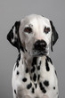 © Terres de Photos - Dalmatien
