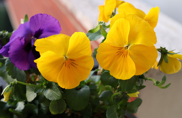 Fiori viola del pensiero o pansé gialli. Fiori di primavera sul terrazzo. Primo piano. Avvicinamento.