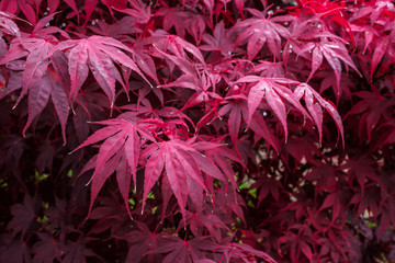 Wall Mural - Autumnal colours  of an Acer tree in East Grinstead